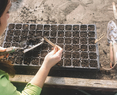 Seeding of spilanthes seeds (Acmella oleracea)