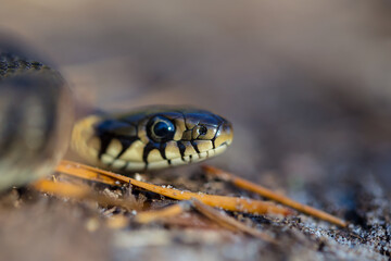 closeup snake crawling on a ground