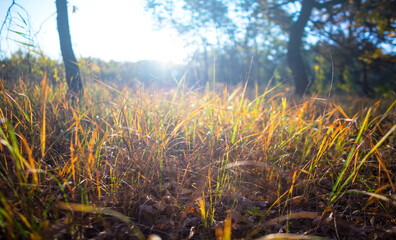 closeup forest glade in a light os sun, nice outdoor forest background