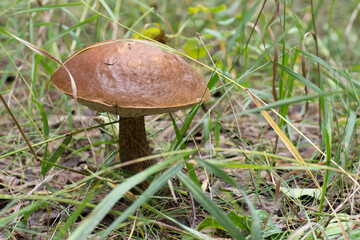 A beautiful birch mushroom on a gray leg with a brown cap in the forest against a background of grass and leaves