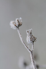 Herbs and dried flowers  in the frost. Frost on the grass.Winter beautiful natural plant background in cold  Gray tones..November and December. Late Autumn. Winter time 
