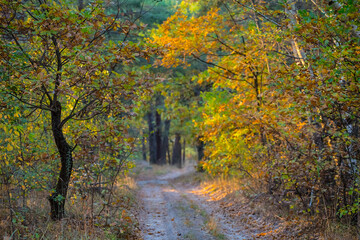 ground road through quiet autumn forest, outdoor natural background