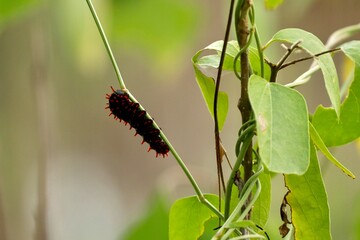 caterpillar on a plant