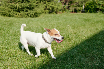 Cute little dog running with tongue out along park lawn on summer day, copy space