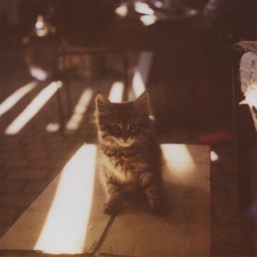 A Cute Kitten in Shadows