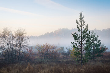 Fototapeta na wymiar pine forest glade in a mist, early morning outdoor scene