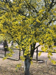 footpath in the park
