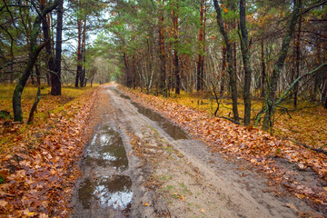ground road with puddle in the autumn forest, quirt outdoor scene