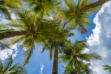 Fototapeta premium Coconut trees over blue sky