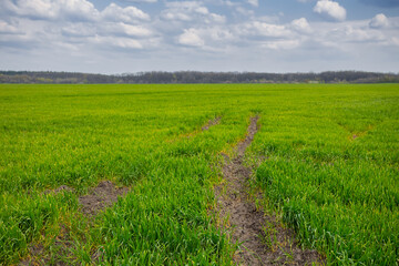 ground road through a green fields, outdoor countryside scene