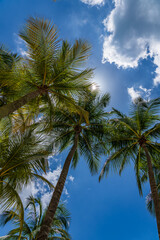 Obraz na płótnie Canvas Coconut trees over blue sky