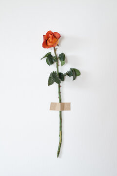 One rose on the wall