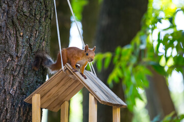 small red squirrel sit on a feeder in a park