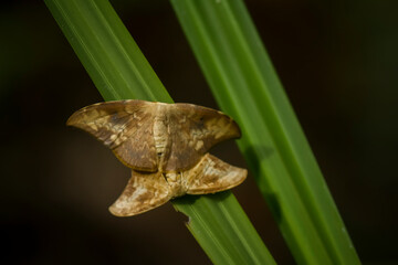 butterfly matting on leaf