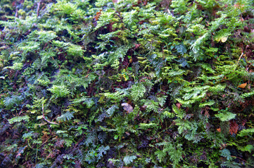 鹿児島県　屋久島のヤクスギランドの苔