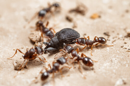 Pavement ants attacking a weevil