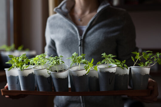 Woman holding a tray with potted tomato seedlings