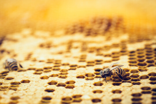 honey bee on honeycomb macro