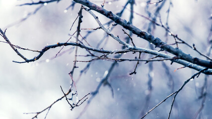 Wet bare tree branch during the rain in autumn