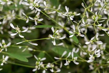 Tiny white-green euphorbia flowers (Euphorbia hypericifolia) bloom in the botanical garden in...