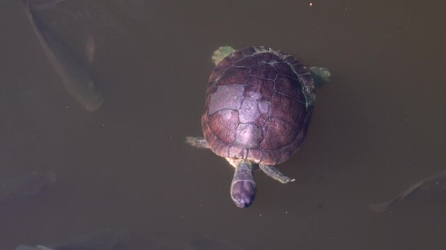 Fresh water turtle swimming in the pond / lake / swamp surrounded with the shoal of fish 