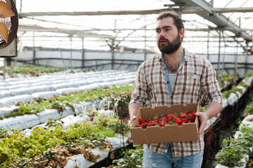 Experienced male worker gathering harvest of ripe strawberries while gardening in glasshouse