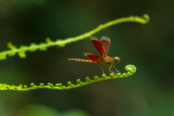 butterfly on leaf