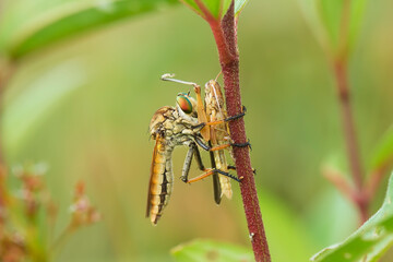 Robber fly Eating Grasshoppers