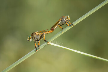 Robber fly mating on Grass