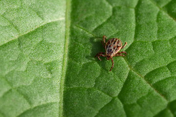 Blood-sucking pest ixodid tick on a green leaf of a plant close-up