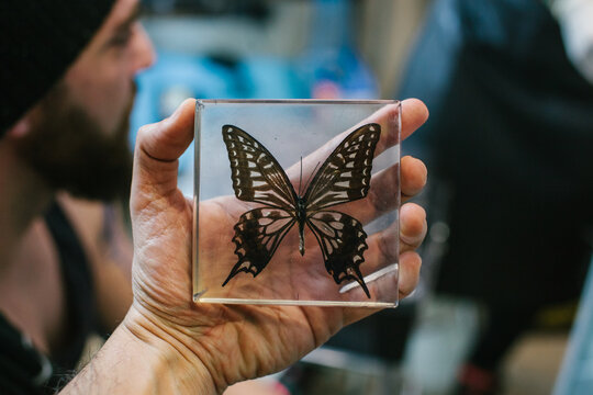 Person Holding a Dissected Butterfly
