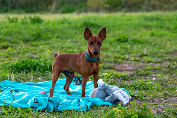 Little pure bread miniature pinscher