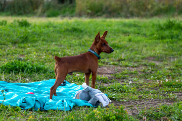Little pure bread miniature pinscher