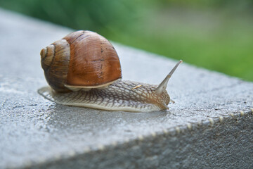 Close-up on edible snail, Roman snail, burgundy snail, escargot after rain on wet concrete