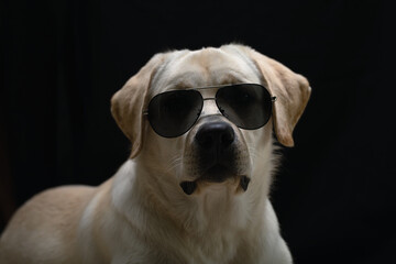 Portrait of stylish Labrador dog in sunglasses on black background