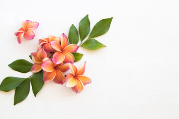 colorful orange ,pink flowers frangipani local flora of asia arrangement flat lay postcard style on background white
