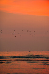 夕暮れと海鳥