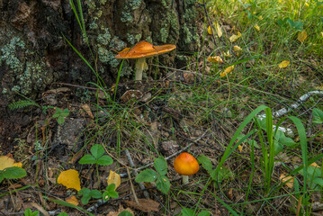mushroom red fly agaric Amanita muscaria in natural environment in the forest in the grass
