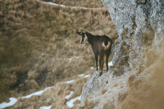 alpine chamois standing on the edge of a steep cliff