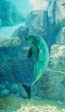 Smiling Porpoise