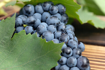 Ripe red wine grape on wooden background