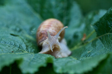 Close up small snail on green leaf in the garden