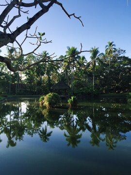 Jungle Scene
