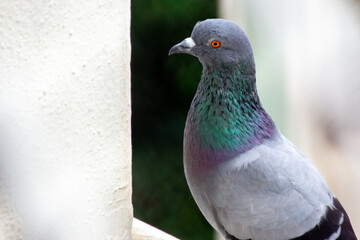 close up of a pigeon