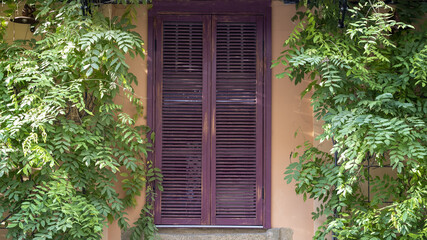 The old closed wooden shutters of the house, next to the thickets of wild grapes.