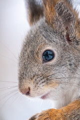 Obraz premium Portrait of a squirrel in winter on white snow background