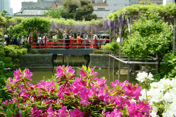 Fototapeta na wymiar 亀戸天神社の池に咲く花