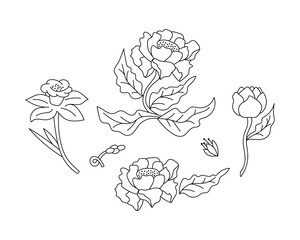 Doodle coloring flower with leaf isolated on white. Bundle hand drawing art line. Sketch vector stock illustration. EPS 10