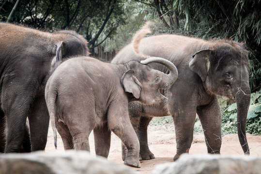 elephant baby playing