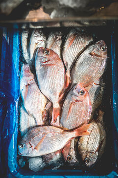 Fish on the market